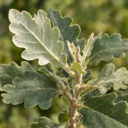 Chêne pubescent (Quercus pubescens) — jeune rameau avec feuilles lobées et duveteuses · Photo d'illustration