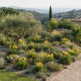 Kniphofia 'Poco® citron' — nombreux épis floraux jaunes dans un jardin sec