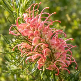 Grévilléa 'Killer frost' (Grevillea) — gros plan d’une inflorescence rose et feuillage fin