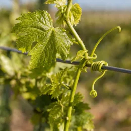 Cépage noir 'Pinot noir' cl115' (Vitis vinifera) — sarment de vigne avec feuilles vertes en gros plan · Photo d'illustration