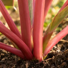 Oreille d'éléphant à tige rose 'Pink china' (Colocasia esculenta) — tiges roses charnues émergeant du sol humide · Photo d'illustration