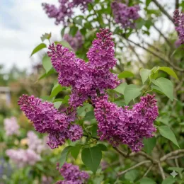 Lilas nain 'Purple' (Syringa flowerfesta) — grappes de petites fleurs violettes sur arbuste