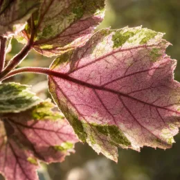 Érable sycomore 'Foliis atropurpureis argenteo' (Acer pseudoplatanus) — gros plan sur feuilles panachées rosées et vertes · Photo d'illustration