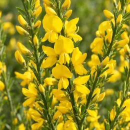 Genêt 'Burkwoodii' (Cytisus) — grappes serrées de fleurs jaunes sur tiges vertes · Photo d'illustration