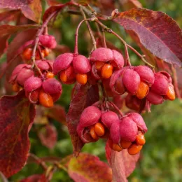 Fusain d'europe 'Red cascade' (Euonymus europaeus) — grappe de fruits rouges ouverts révélant graines orange · Photo d'illustration