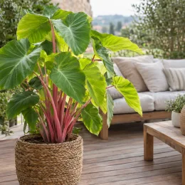 Oreille d'éléphant à tige rose 'Pink china' (Colocasia esculenta) — grand feuillage vert à tiges roses sur terrasse · Photo d'illustration