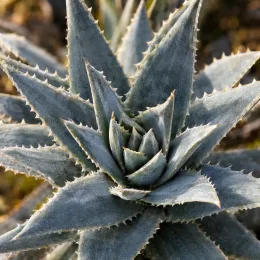 Orchidée (Deuterocohnia longipetala) — rosette dense de feuilles épaisses et épineuses · Photo d'illustration