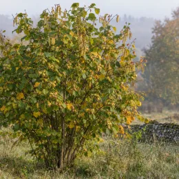 Noisetier 'coxford' 'Cosford' (Corylus avellana) — arbuste buissonnant avec chatons pendants dans un pré · Photo d'illustration
