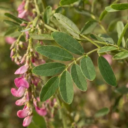 Indigotier rose (Indigofera heterantha) — grappes de fleurs roses et feuillage vert