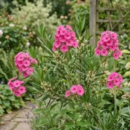 Phlox 'Primadonna' (Phlox bambini) — touffe florifère aux fleurs roses dans un jardin