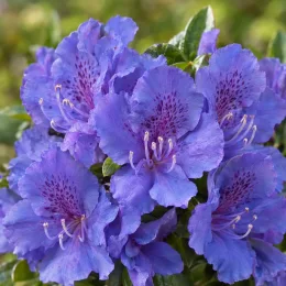 Azalée japonaise 'Blue danube bleu' (Azalea japonica) — gros plan de fleurs bleu violacé en grappe · Photo d'illustration