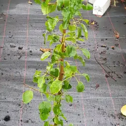 Poirier commun 'Kirchensaller' (Pyrus communis) — jeune plant tuteuré sur sol de pépinière · Pot 2L