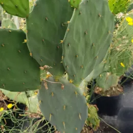 Figuier de barbarie 'Storytelling 3' (Opuntia engelmannii) — raquettes de cactus vert en pot de pépinière · Pot 2.5L