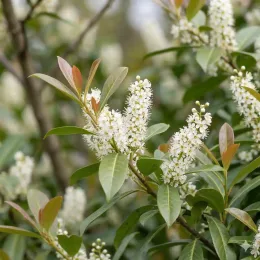Laurier palme 'Bonaparte' (Prunus laurocerasus) — grappes de petites fleurs blanches et feuillage