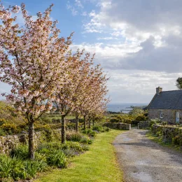 Cerisier du japon 'Sunset boulevard' (Prunus serrulata) — alignement d’arbres fleuris le long d’un chemin