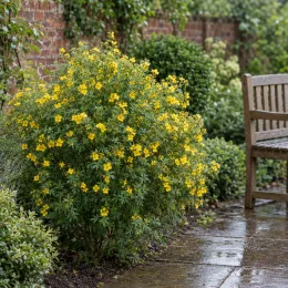 Potentille jaune d'or 'Jackman' (Potentilla fructicosa) — buisson fleuri à petites fleurs jaunes dans un jardin · Photo d'illustration