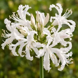 Lis de guernesey 'Alba' (Nerine bowdenii) — gros plan sur inflorescence aux pétales frisés blancs · Photo d'illustration