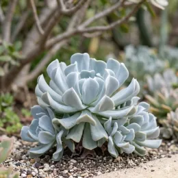 Echeveria 'Topsy turvy' (Echeveria runyonii) — rosette charnue de succulente en pleine terre
