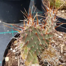 Figue de barbarie des plaines 'Pisciformis' (Opuntia rhodantha) — jeune cactus très épineux en pot de culture