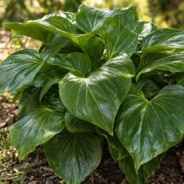 Lis géant de l'himalaya (Cardiocrinum giganteum) — touffe dense de grandes feuilles vernissées · Photo d'illustration