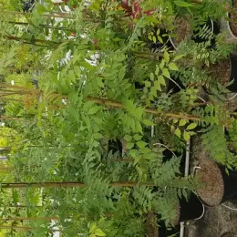 Pistachier de chine (Pistacia chinensis) — jeunes arbustes feuillus vert clair en pots alignés · Pot 6L Baliveau
