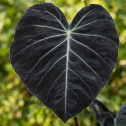 Oreille d'éléphant 'Black saphir gecko' (Colocasia) — grand feuillage sombre en forme de cœur