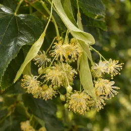 Tilleul commun 'Euchlora' (Tilia europaea) — grappes de petites fleurs pendantes jaunes · Photo d'illustration