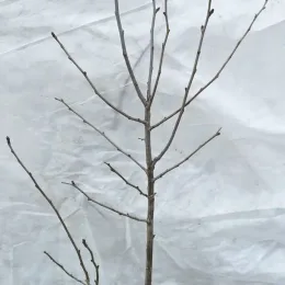 Prunier brompton 'Brompton' (Prunus domestica) — jeune arbre sans feuilles sur fond plastique · Pot 2L