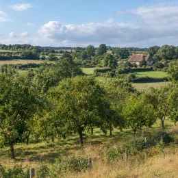 Pêcher franc 'Missour' (Prunus persica) — verger arboré en campagne avec maison au loin · Photo d'illustration