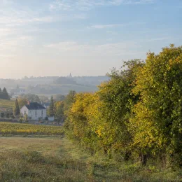Oranger des osages (Maclura pomifera) — alignement d’arbres en lisière de paysage rural · Photo d'illustration