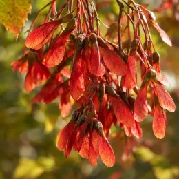 Érable de mandchourie 'Subsp. ginnala' (Acer tataricum) — grappe dense de samares rouges · Photo d'illustration