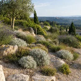 Bonjeanie 'Little boy blue' (Dorycnium hirsutum) — massif méditerranéen de vivaces sur rocaille ensoleillée