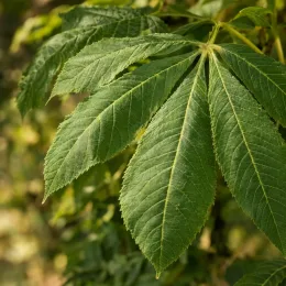 Marronnier (Aesculus hippocastanum) — grand feuillage palmé en gros plan