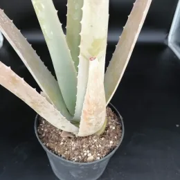 Aloe vera — jeune plant charnu en pot plastique noir · Pot 2.5L