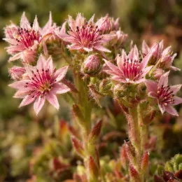 Joubarbe rouge foncée 'Giants emerald explosion' (Sempervivum) — fleurs étoilées roses sur tiges succulentes, gros plan