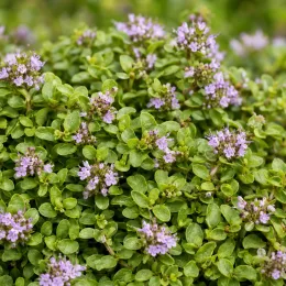 Menthe corse (Mentha requienii) — coussin dense de petites feuilles et fleurs mauves · Photo d'illustration