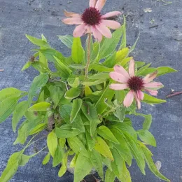 Echinacea 'Sunseekers® 'magenta' — touffe de feuilles vertes et fleurs rosées · Godet
