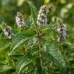 Menthe madagascar 'Madagascar' (Mentha) — tiges dressées avec épis de petites fleurs pâles · Photo d'illustration