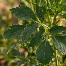 Vivace estivale 'Géant café au lait' (Dahlia) — feuillage vert denté en gros plan · Photo d'illustration