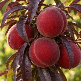 Pêcher 'Crimson bonfire' (Prunus persica) — groupe de fruits rouges entourés de longues feuilles · Photo d'illustration