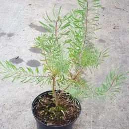 Leucadendron de galpin 'Purple haze' (Leucadendron galpinii) — jeune arbuste vert élancé en pot noir · Pot 2.5L Touffe