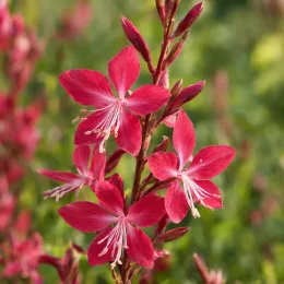 Gaura rouge 'Red color' (Gaura lindheimeri) — grappes de petites fleurs rouges ouvertes · Photo d'illustration
