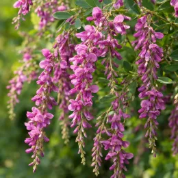 Trèfle-buisson de thunberg 'Desmodium pendulif' (Lespedeza thunbergii) — longues grappes de fleurs pendantes roses · Photo d'illustration