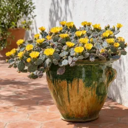 Cactée 'Golden carpet' (Opuntia basilaris) — cactus fleuri jaune dans grand pot vernissé · Photo d'illustration