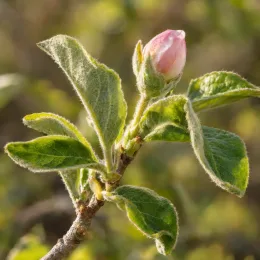 Cognassier d'angers 'Angers' (Cydonia oblonga) — bourgeon floral rosé sur rameau feuillé · Photo d'illustration