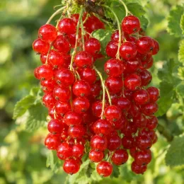 Groseillier à grappes 'London market' (Ribes rubrum) — grappe de petits fruits rouges brillants · Photo d'illustration
