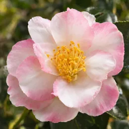 Camélia d'automne 'Rainbow blanc rose' (Camellia sasanqua) — fleur bicolore blanc rose en gros plan · Photo d'illustration