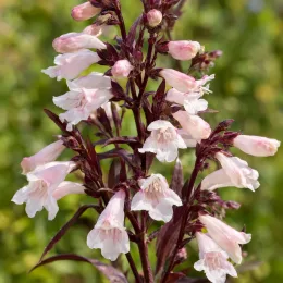 Pénstémon 'Husker red' (Penstemon) — grappes de fleurs tubulaires blanc rosé en gros plan