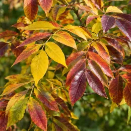 Frêne blanc (Fraxinus americana) — feuillage aux tons jaunes orangés et rouges vifs · Photo d'illustration