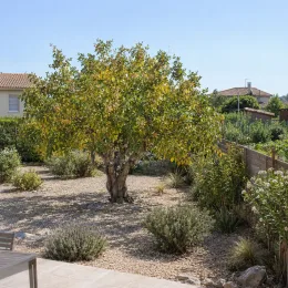 Pistachier vrai (Pistacia vera) — arbre isolé au centre d’un jardin minéral · Photo d'illustration